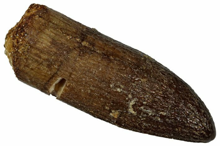 Fossil Sauropod Dinosaur (Titanosaur) Tooth - Morocco #298492